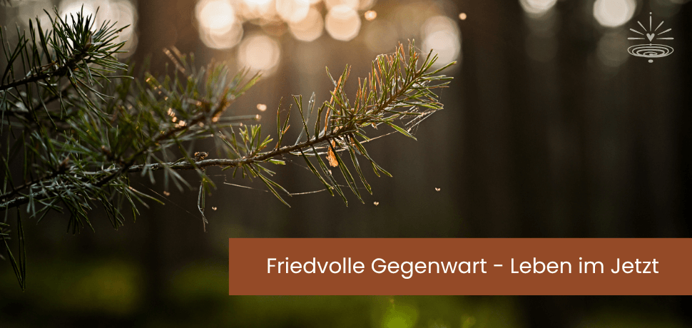 Ein Zweig eines Nadelbaums wird vom Sonnenlicht beschienen. Friedvolle Gegenwart - Leben im Jetzt.